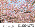 Beautiful cherry blossom trees or sakura blooming  61664873