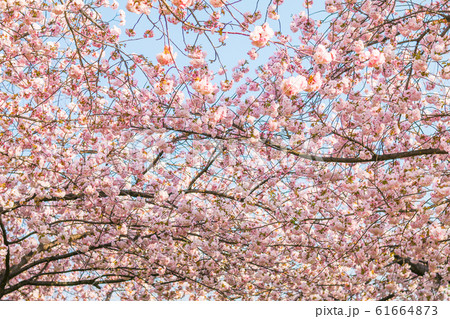 Beautiful cherry blossom trees or sakura blooming  61664873