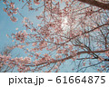 Beautiful cherry blossom or sakura in spring time 61664875