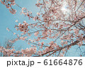 Beautiful cherry blossom or sakura in spring time 61664876
