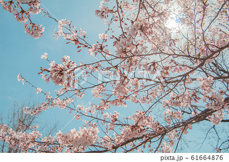 Beautiful cherry blossom or sakura in spring time 61664876