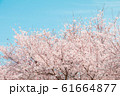 Beautiful cherry blossom or sakura in spring time 61664877