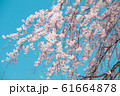 Beautiful cherry blossom or sakura in spring time 61664878