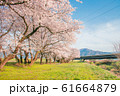 Beautiful cherry blossom or sakura in spring time 61664879