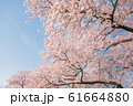 Beautiful cherry blossom or sakura in spring time 61664880