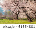 Beautiful cherry blossom or sakura in spring time  61664881
