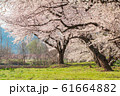 Beautiful cherry blossom or sakura in spring time 61664882