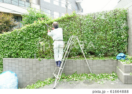 剪定の頃 剪定の頃 61664888