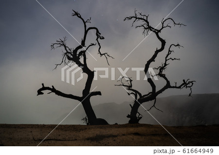 Silhouette dead tree at night for Halloween Silhouette dead tree at night for Halloween 61664949