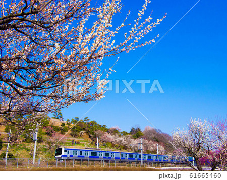 偕楽園の梅と常磐線 偕楽園の梅と常磐線 61665460