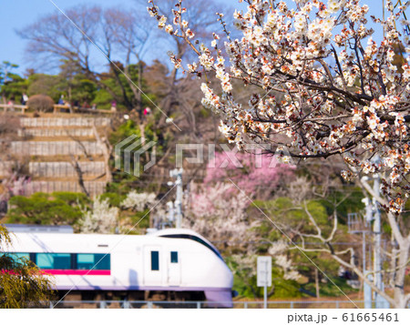偕楽園の梅と常磐線 偕楽園の梅と常磐線 61665461