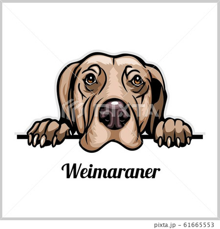 what color is a weimaraner