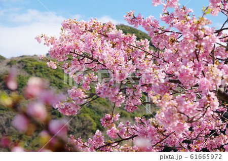 河津桜 河津桜 61665972