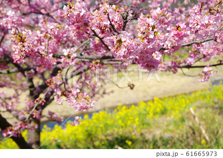 満開の河津桜と菜の花 満開の河津桜と菜の花 61665973