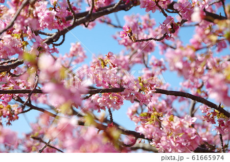 河津桜 河津桜 61665974