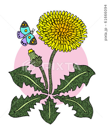 タンポポ 61666094