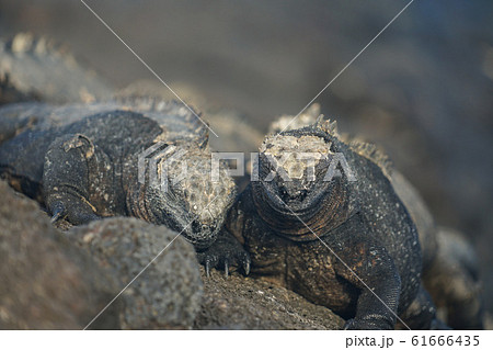 ウミイグアナ 61666435