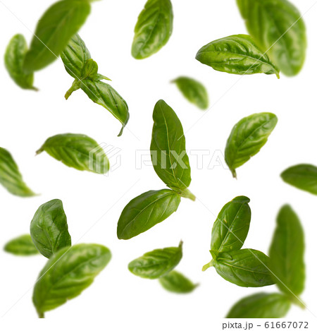 Flying spinach or basil leaves isolated on white background Flying spinach or basil leaves isolated on white background 61667072