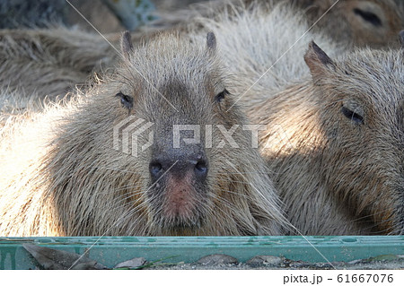 こっち見てるよね～ 61667076