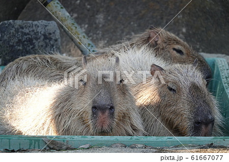 仲良く水浴び中～ 61667077