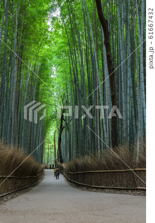 Green bamboo forest at Arashiyama in Kyoto, Japan 61667432