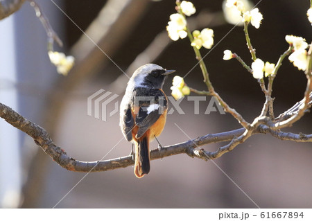 梅の花とジョウビタキのオス 梅の花とジョウビタキのオス 61667894