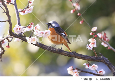 梅の花とジョウビタキのオス　　　 61668001