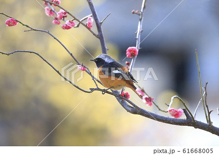 梅の花とジョウビタキのオス　　　 61668005
