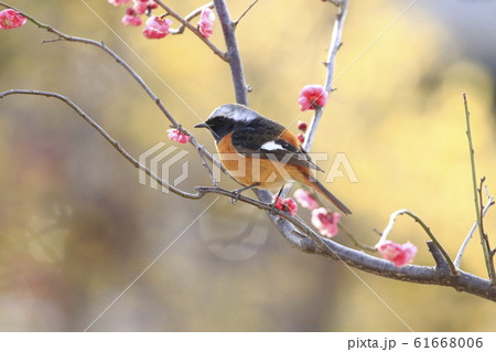 梅の花とジョウビタキのオス　　　 61668006