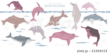 River dolphins set. Marine mammals collection. 61668428