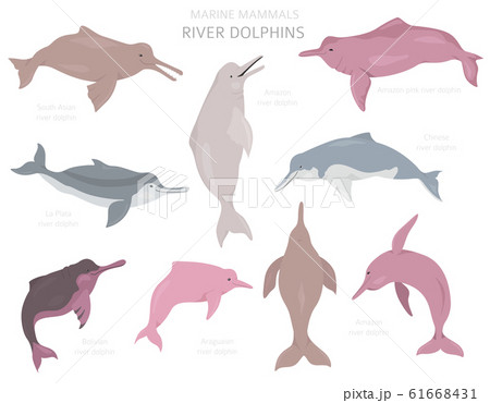River dolphins set. Marine mammals collection. River dolphins set. Marine mammals collection. 61668431