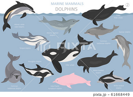 Dolphins set. Marine mammals collection. Cartoon 61668449