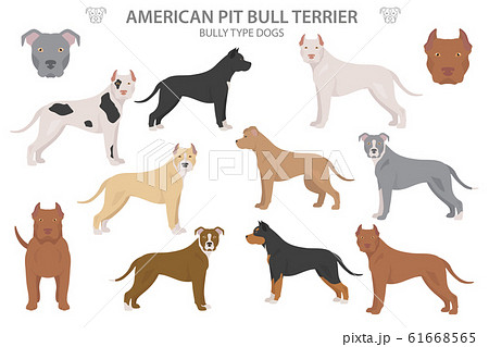 Pitbull terrier varietiesのイラスト素材 [61668565] - PIXTA