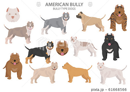 can a american bully live in seychelles