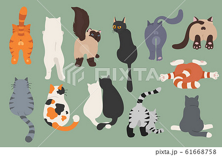 Cats poses behind. Cat`s butts. Flat design 61668758