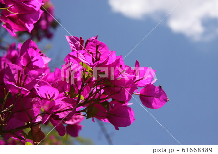 ブラジルで咲くブーゲンビリア 61668889