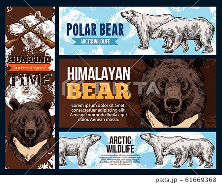 Himalayan and polar arctic bears, hunting 61669368