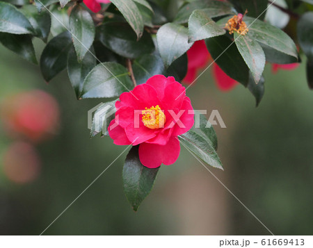 サザンカ 61669413