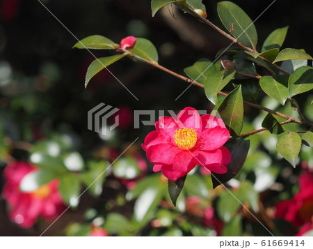 サザンカ サザンカ 61669414