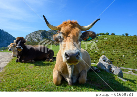 Happy asturian mountain cattle relaxing on green grass at sunny day. Beef cattle breed north Spain. Happy asturian mountain cattle relaxing on green grass at sunny day. Beef cattle breed north Spain. 61669531