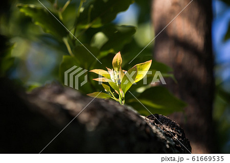 Young Leaf of Cinnamomum camphora tree Young Leaf of Cinnamomum camphora tree 61669535
