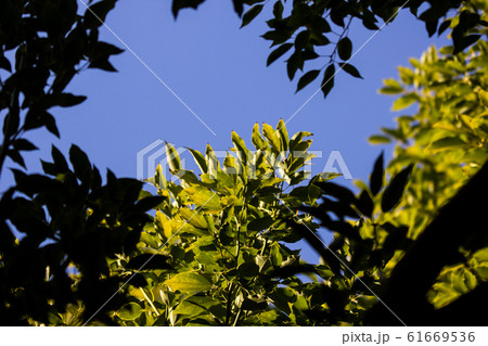 Young Leaf of Cinnamomum camphora tree Young Leaf of Cinnamomum camphora tree 61669536