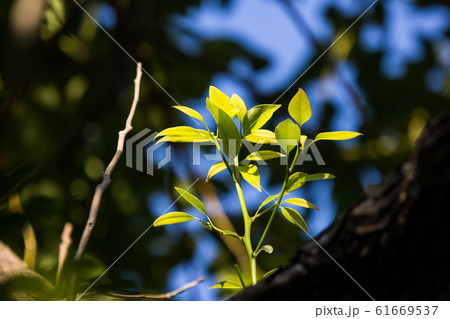 Young Leaf of Cinnamomum camphora tree Young Leaf of Cinnamomum camphora tree 61669537