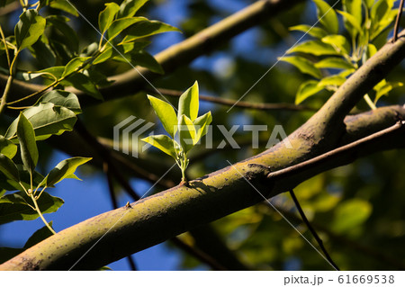 Young Leaf of Cinnamomum camphora tree Young Leaf of Cinnamomum camphora tree 61669538