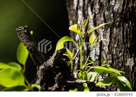Young Leaf of Cinnamomum camphora tree Young Leaf of Cinnamomum camphora tree 61669543