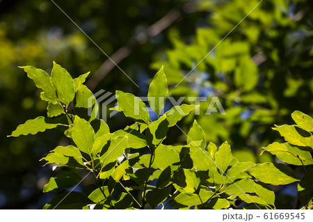 Young Leaf of Cinnamomum camphora tree Young Leaf of Cinnamomum camphora tree 61669545