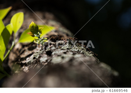 Young Leaf of Cinnamomum camphora tree Young Leaf of Cinnamomum camphora tree 61669546