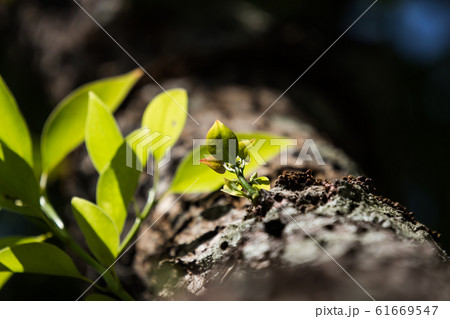 Young Leaf of Cinnamomum camphora tree Young Leaf of Cinnamomum camphora tree 61669547