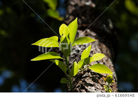 Young Leaf of Cinnamomum camphora tree Young Leaf of Cinnamomum camphora tree 61669548