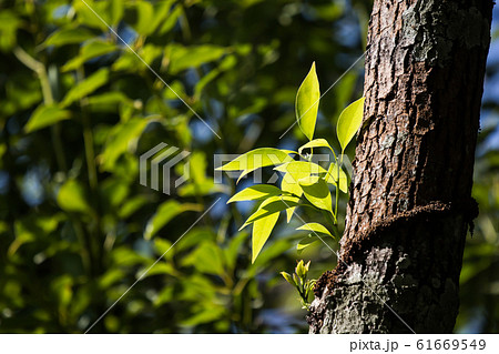 Young Leaf of Cinnamomum camphora tree 61669549